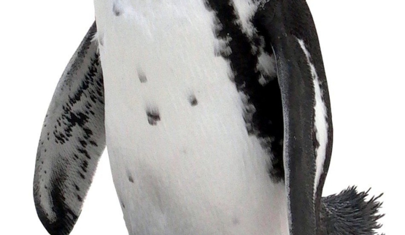 Tučňák císařský