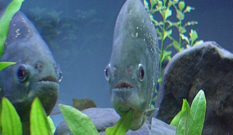 Piraně