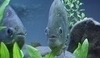 Piraně