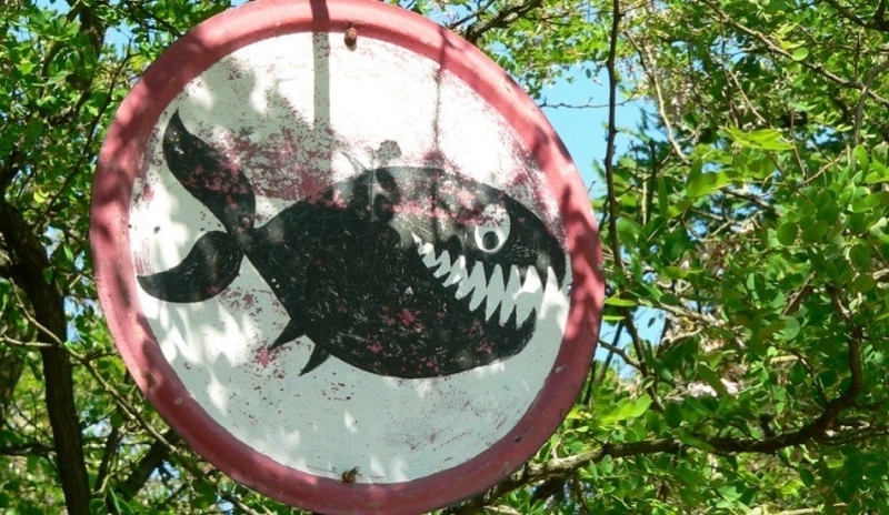 Pozor, piraně!