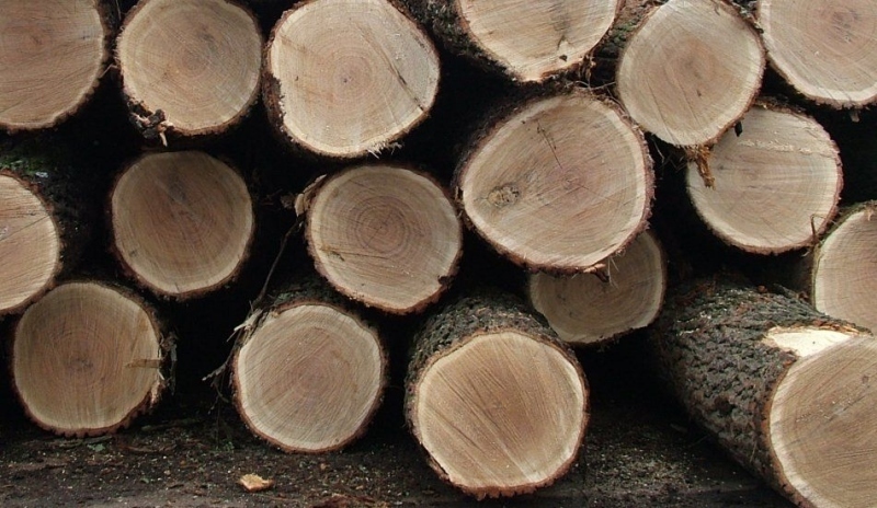 Kmeny stromů 