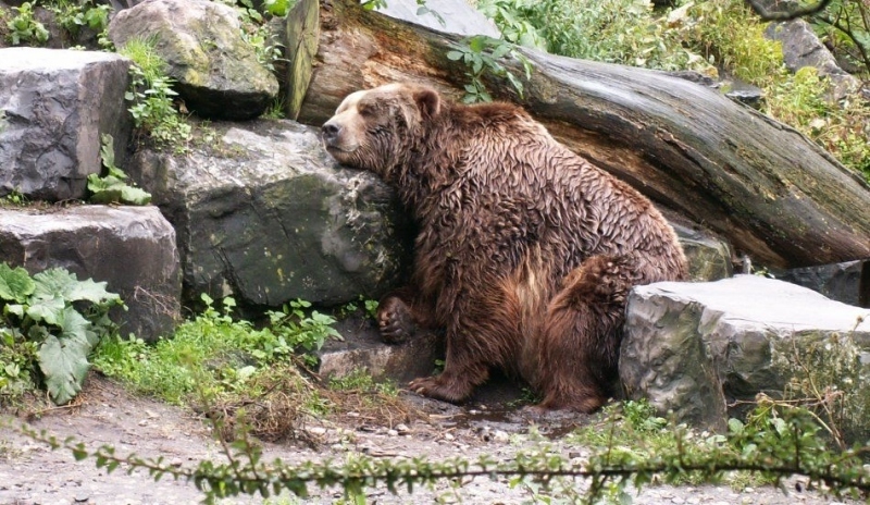 Medvěd