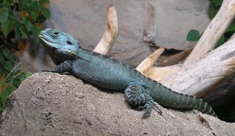 Ještěr Agama 