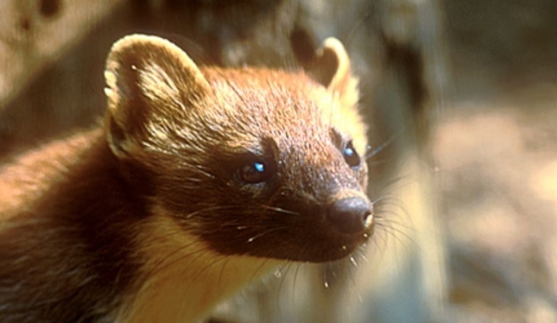 Kuna