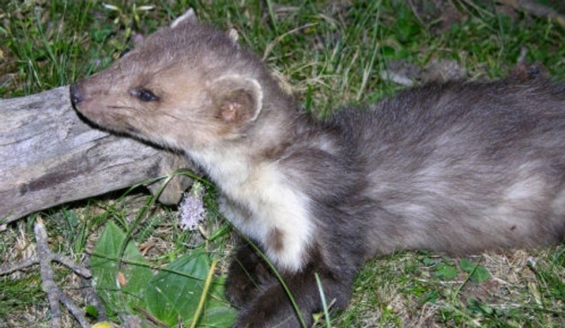 Kuna