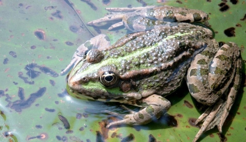 Skokan zelený