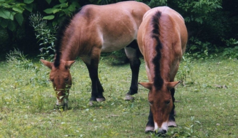 Koně na louce
