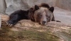 Grizzly