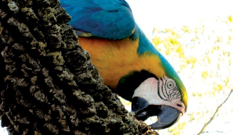 Ara ararauna