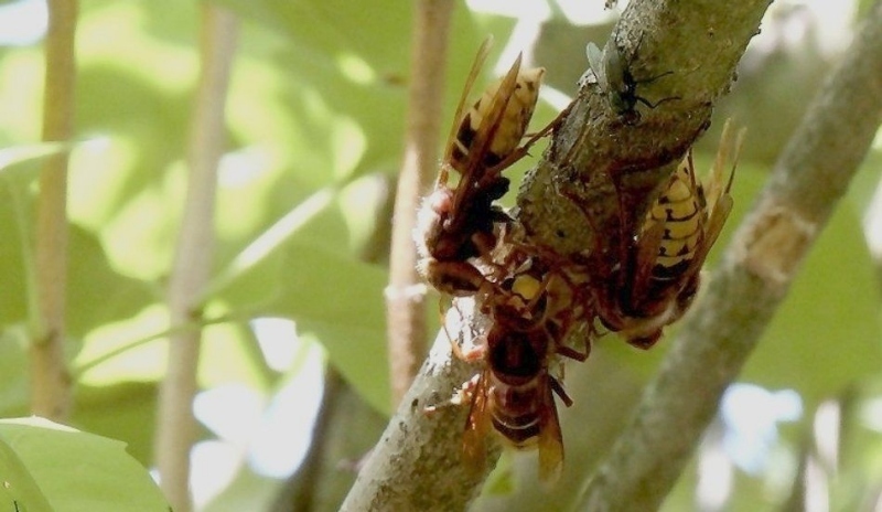 Sršeň obecná - Vespa crabro