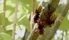 Sršeň obecná - Vespa crabro