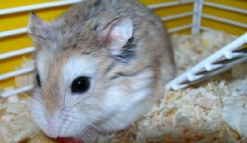 Křeček