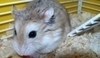 Křeček