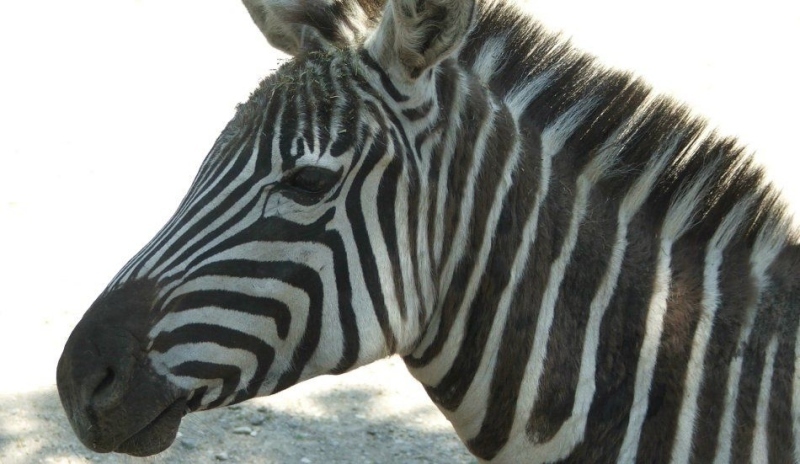 Zebra