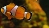 Amphiprion perideration - Klaun obojkový.