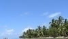 Palmy na Madagaskaru
