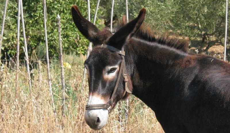 Osel divoký