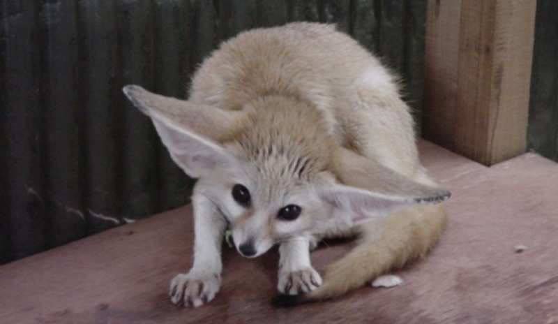 Fenek