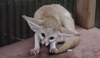 Fenek