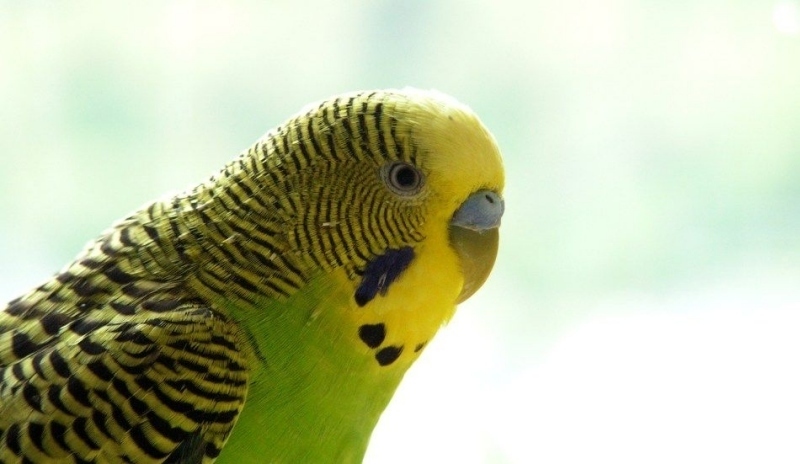 Andulka