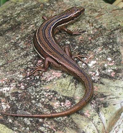 lizards-biosphere4.photoposts.org lizards-biosphere4.photoposts.org