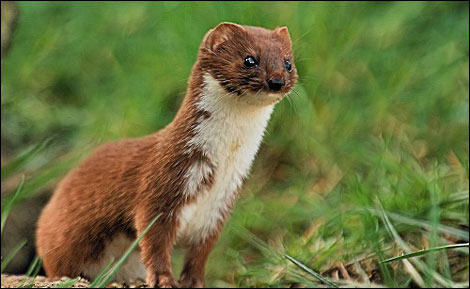 animal-wildlife.blogspot.com animal-wildlife.blogspot.com