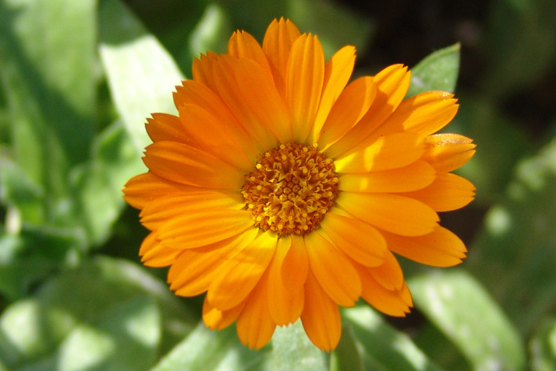 plantcare.com