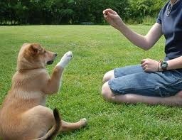 dogtrainings.info dogtrainings.info