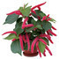 Acalypha hispida 