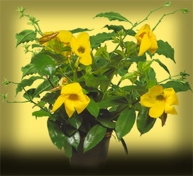 Allamanda cathartica 