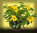 Allamanda cathartica 