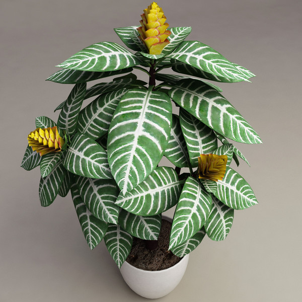 Afelandra