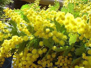 Zdroj: arbolitos-mya.blogspot.com