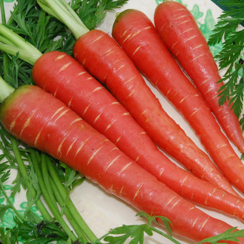 Foto: plant-world-seeds.com