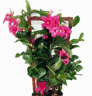 Mandevilla, foto: http://nursery.artknappsurrey.com
