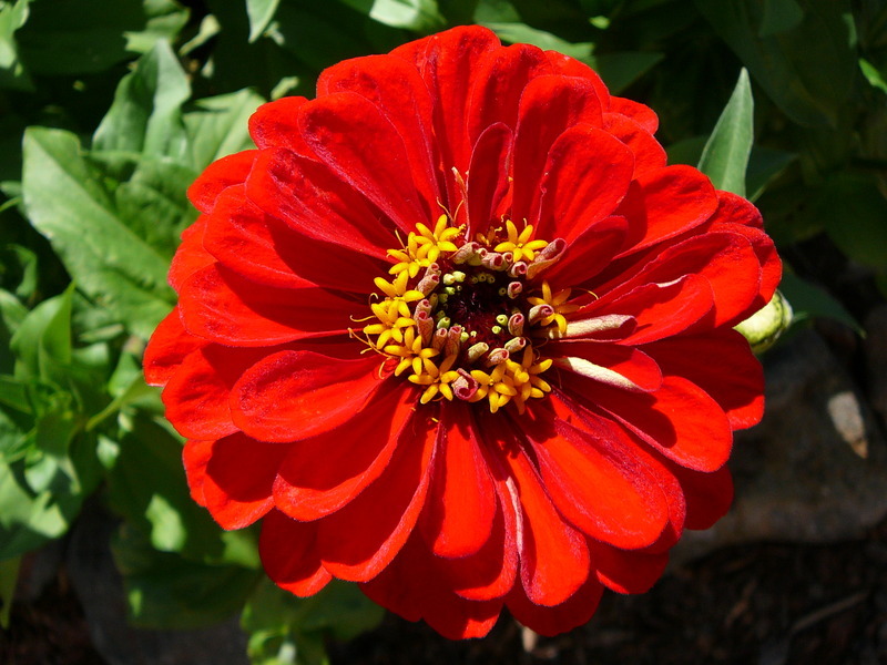Zinnia neboli ostálka (Foto:sxc.hu)
