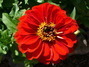 Zinnia neboli ostálka 