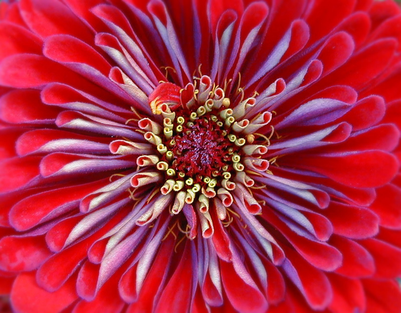 Zinnia neboli ostálka (Foto:sxc.hu)