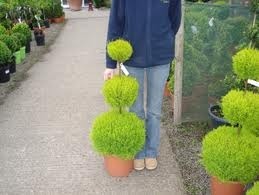 Cypřiš (shrubsdirect.com)