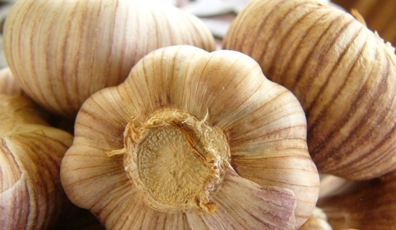Česnek