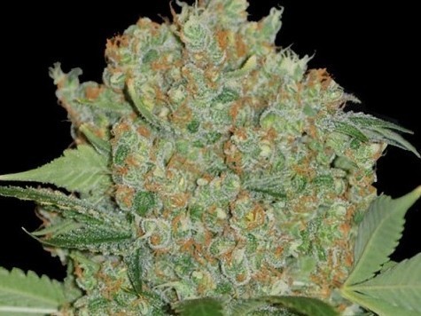 marihuana