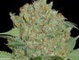 Marihuana