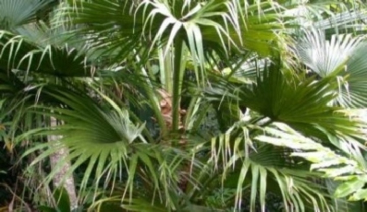 Livistonia