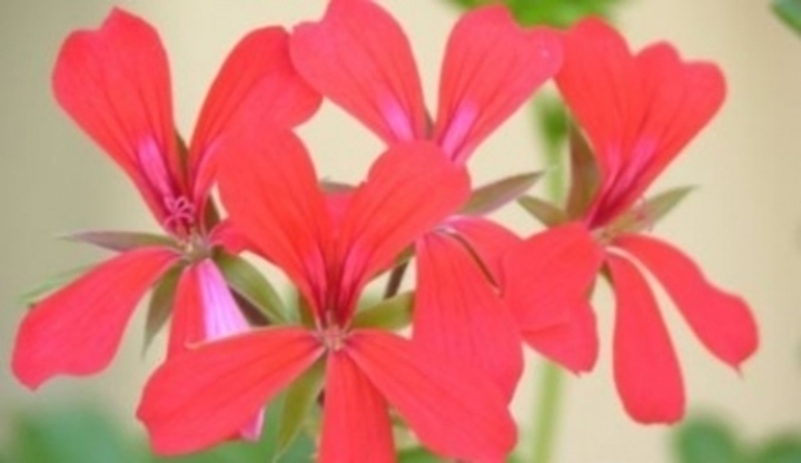 Pelargonie