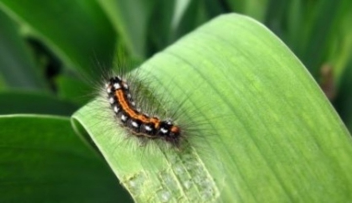 Larva, housenka, list, rostlina