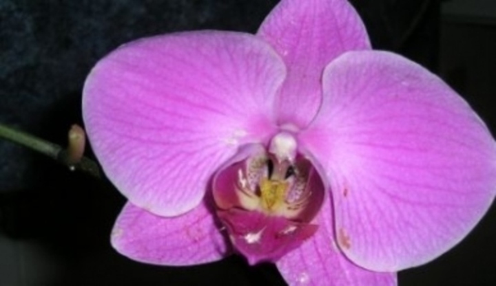 Květ orchideje