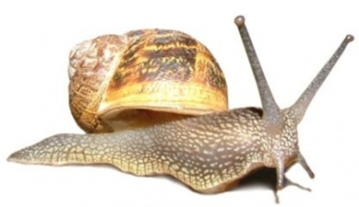 Šnek