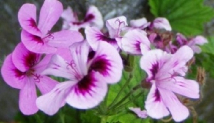 Pelargonie