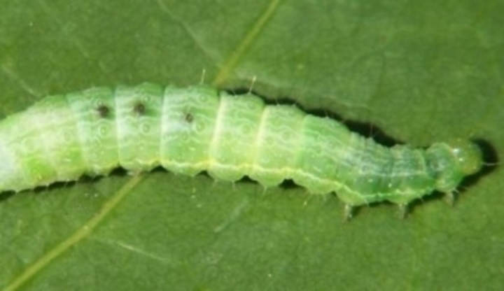 Larva, housenka, list, rostlina