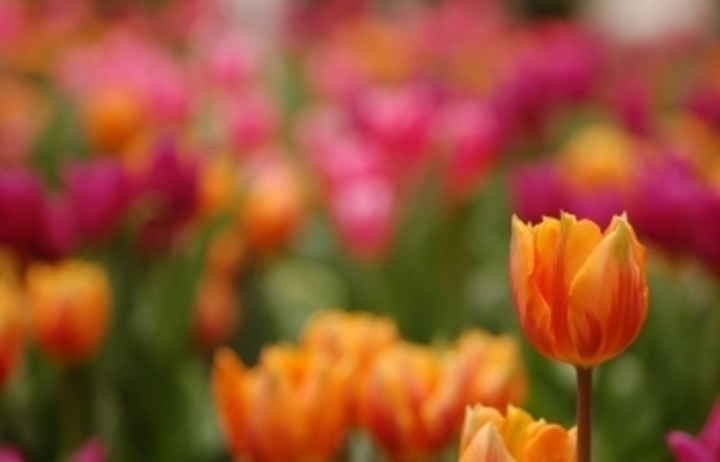 Tulipány